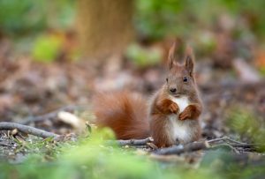 Das Eichhörnchen ist Gartentier des Jahres 2026